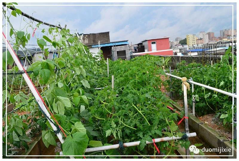 聽(tīng)說(shuō)了嗎，多米居然開(kāi)始搞副業(yè)了？